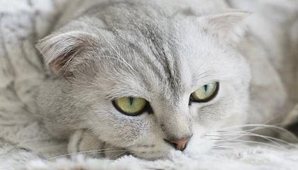 永利平台-阿根廷杯火爆！客队输球+2人被罚下，赛后与裁判爆发大规模冲突